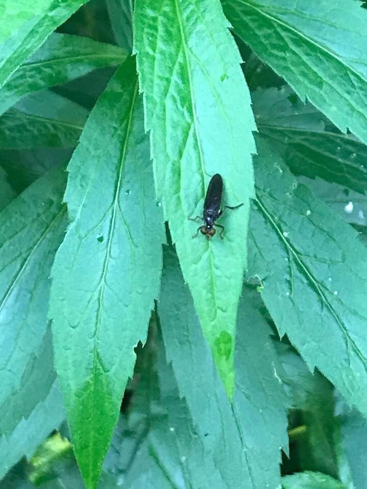 I'm thinking some species of Soldier fly.