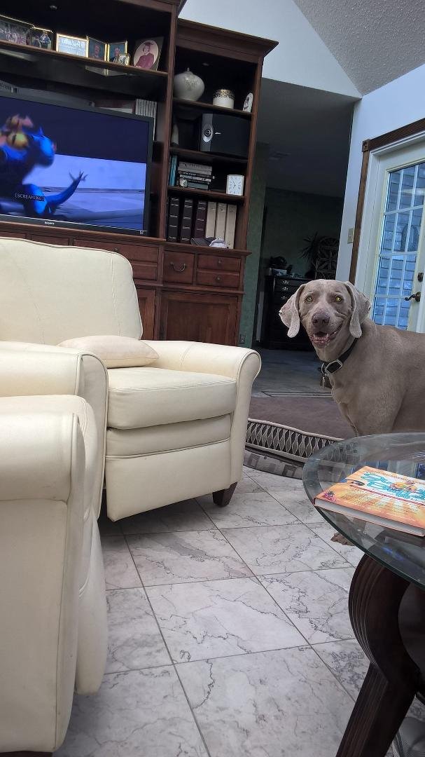 Who's in charge here? Everyday @ 6:45pm this dog sits and stares at me until I get off the sofa and get him his treat.