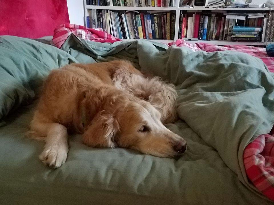 Another reason to always make the bed before the wet dog comes inside.