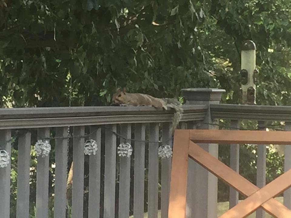Waiting for his noon feeding. Bird feeder empty!!