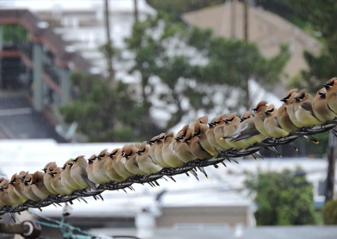 Only one is facing the other way, Cedar Waxwings