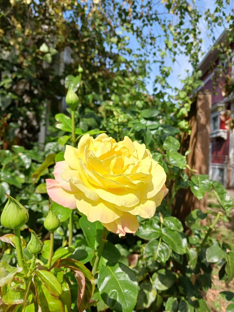 First bloom.