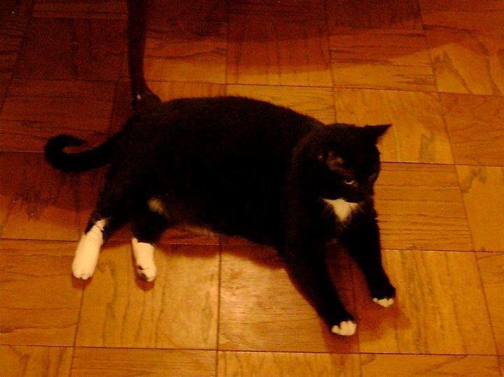 A friend of mine is looking for a home for a beautiful cat:

ISO of home for Calvin. Please pass this along to cat lovers and such.

Meet Calvin, a sweet adult gentleman,slightly round, with the voice of a kitten and the mo