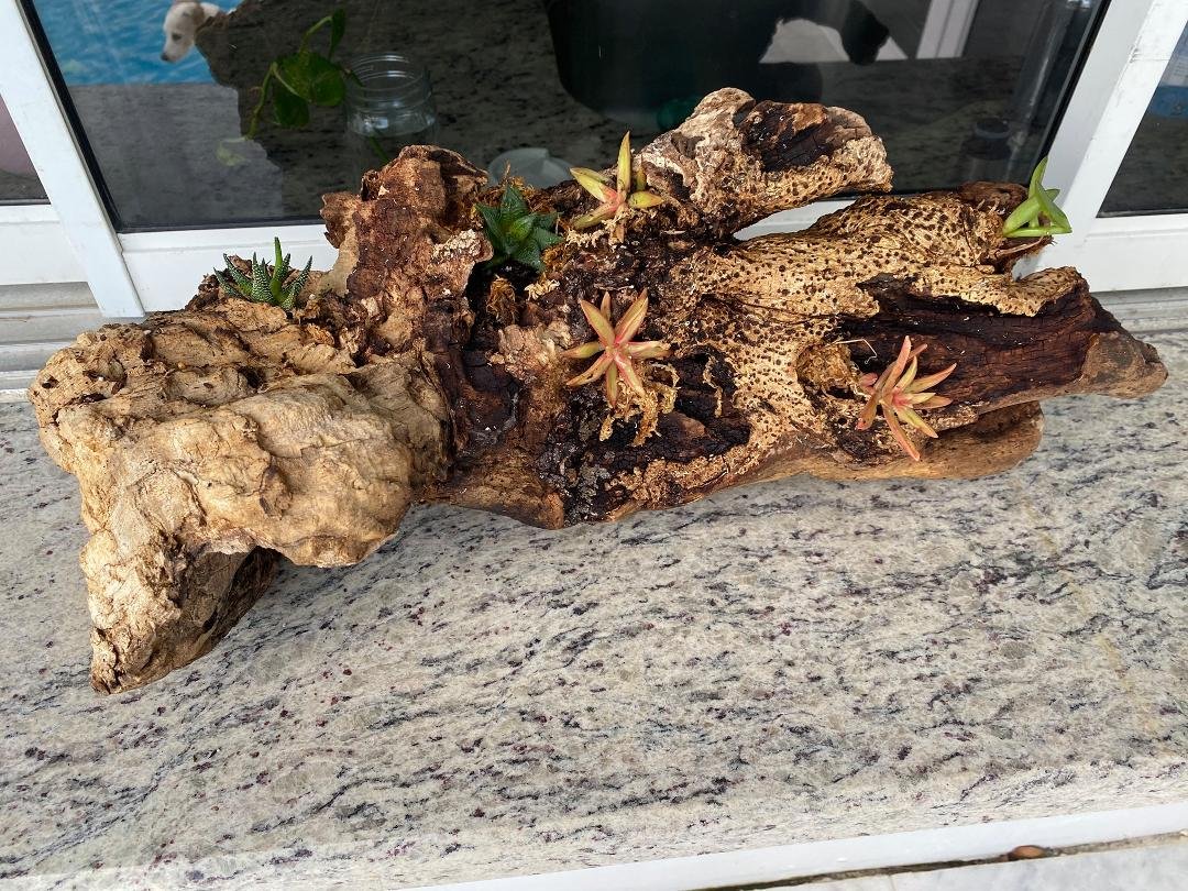 I planted succulents in the driftwood Gerson found a few months ago. What do you think?