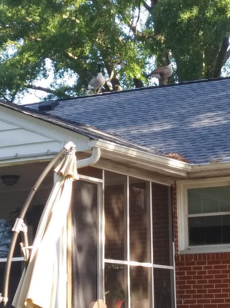 Geese on the roof
