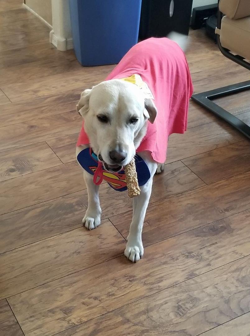 Molly is ready for Halloween trick or treaters. She is Superdog with a treat.