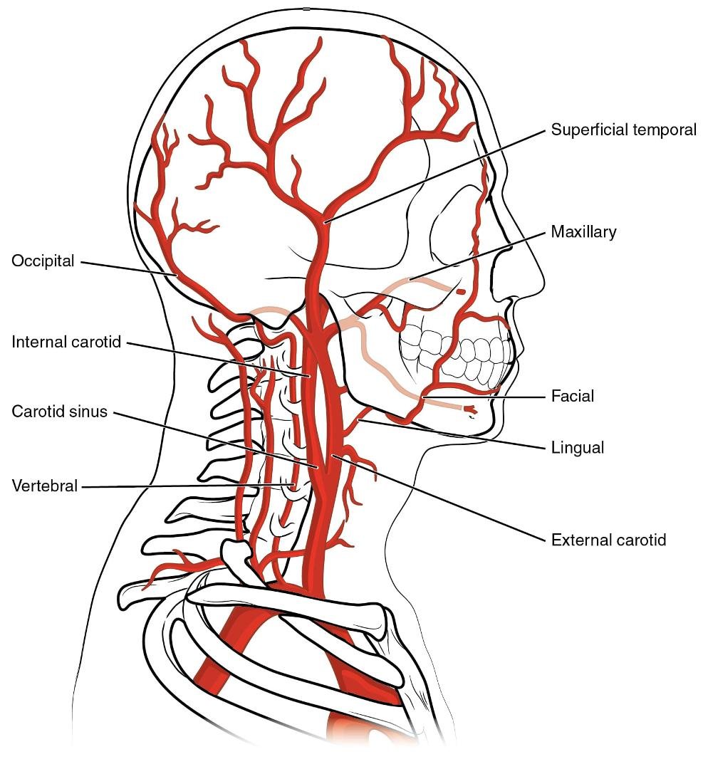 If blood vessel's run through your head, neck & shoulders when you have a stroke. Wouldn't other injuries that cause pain in that same area's be a disability too? Maybe that's a matter of opinion.