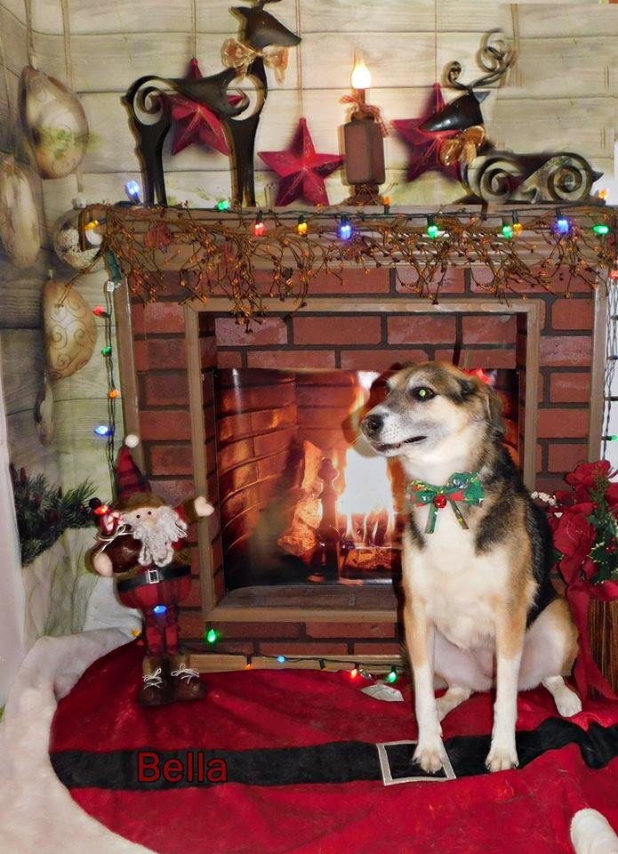 Merry Christmas to everyone especially all Bella's friends and pet lovers