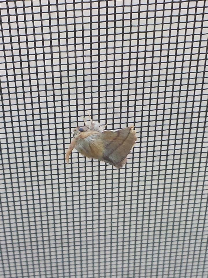 Does anyone know Wtf this is??