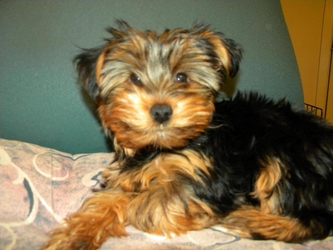 Meet Puddin'  She's a Yorkie.  She is 12 weeks old and been with us for a month.
