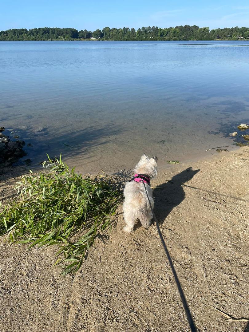 Walking Miss Maggie.