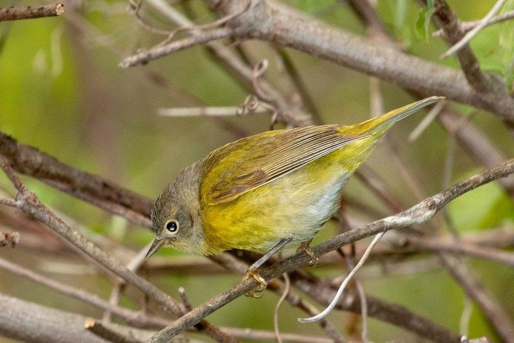 Michael McMinn's album, MaGee Marsh - Northern Ohio on Lake Erie