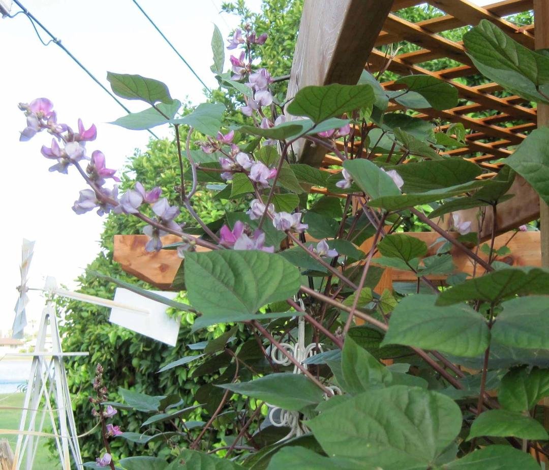Purple Hyacinth Bean flowers now blooming on our arbor.