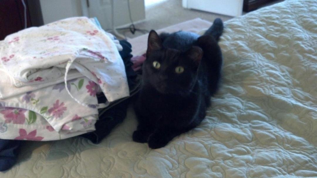My kitty keeping me company while I iron!