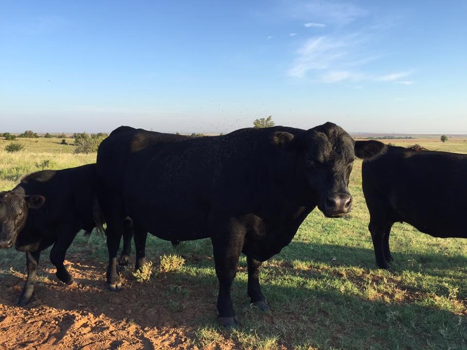 This is lotta bull post!!!