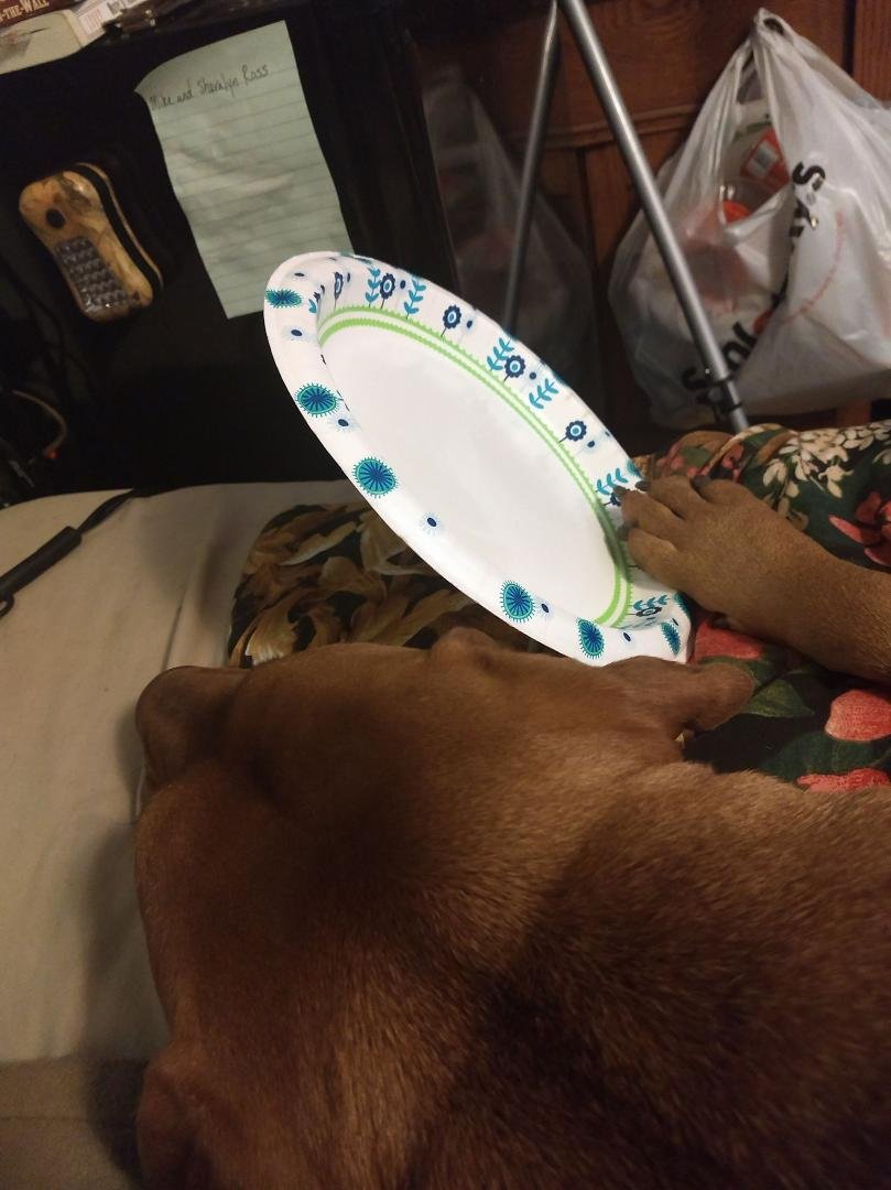 He actually fell asleep while still holding his plate
