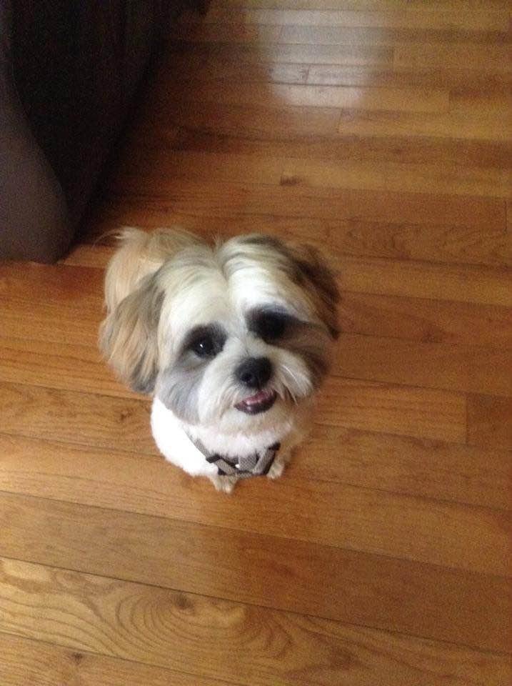 Happy Pet Day❤️