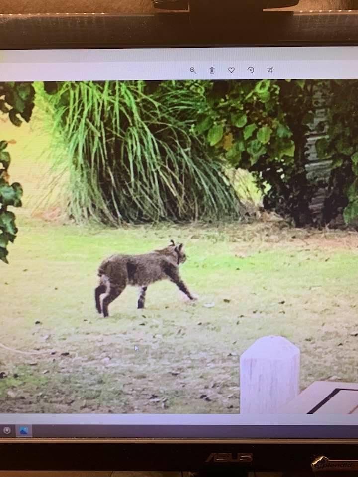 Beautiful Oklahoma bobcat strolling through our front yard this morning.
