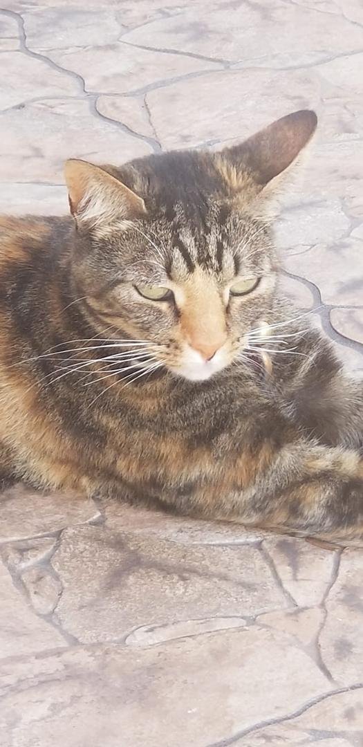 Our cat, Muffy or as I like to call her, Mayhem, thought it's avian flu so she killed a bird and brought it in to show us. That's what we need, more cats!