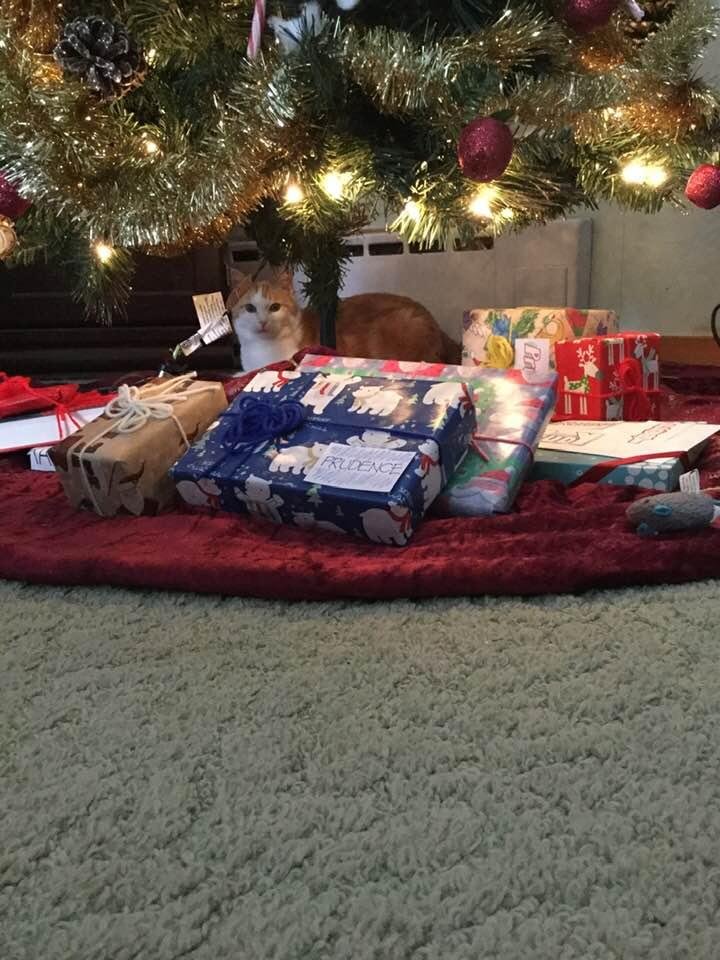 Ginger opened her presents