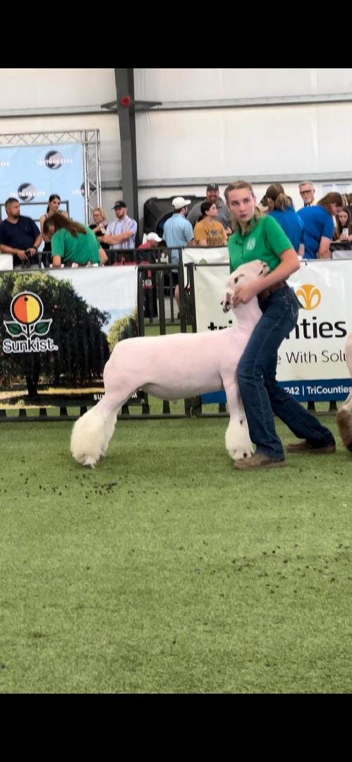 Reserve Champion Speck CYAE
Palace x Huck x Johnson Ewe
Exhibited by Ember Oxford, United 4H