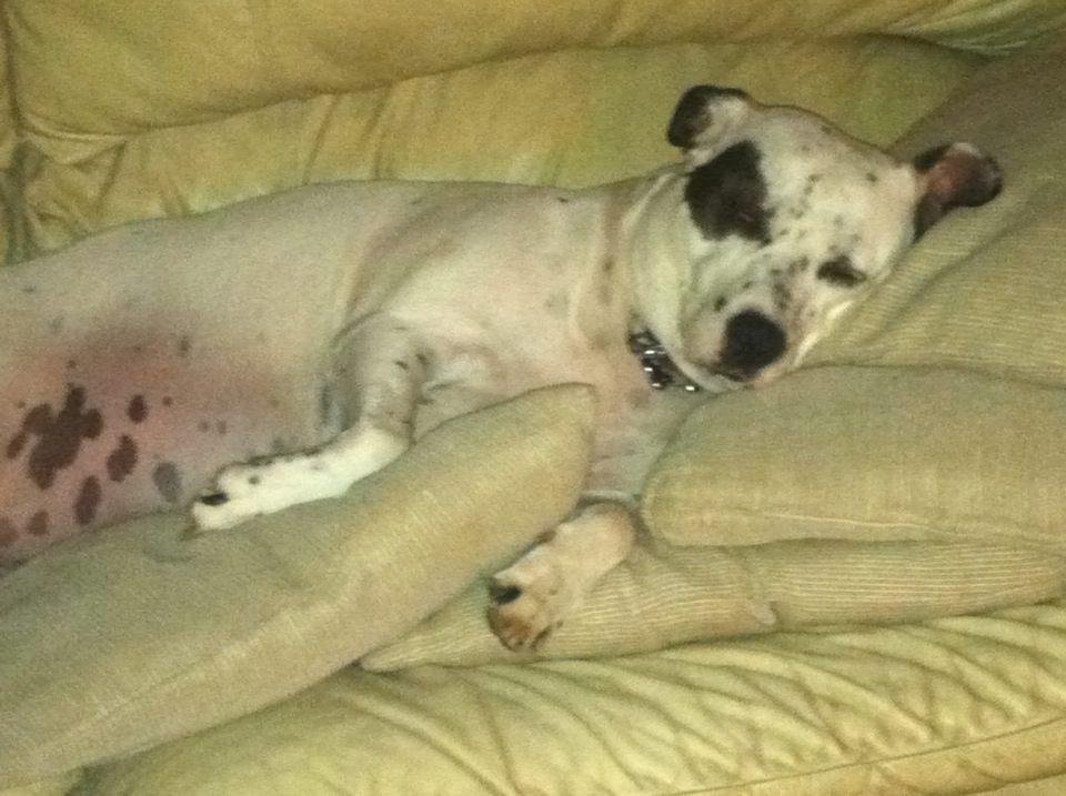 It's a dog's life" wake me when my steak is ready!