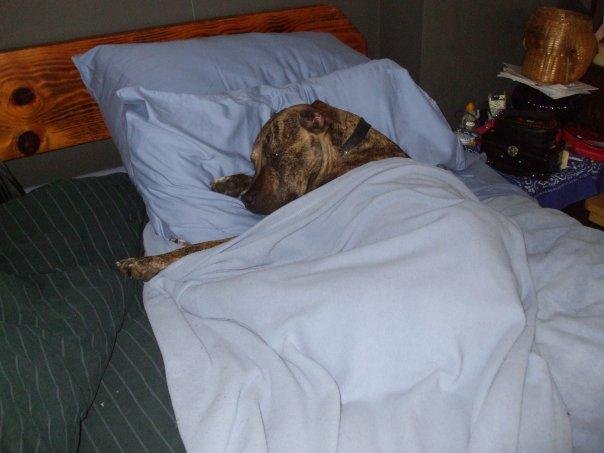 needs a nappy with her Penny the pillow pitbull
