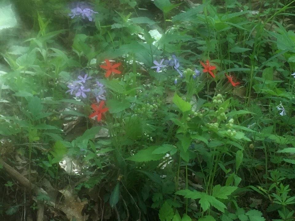 Fire pink and blue phlox