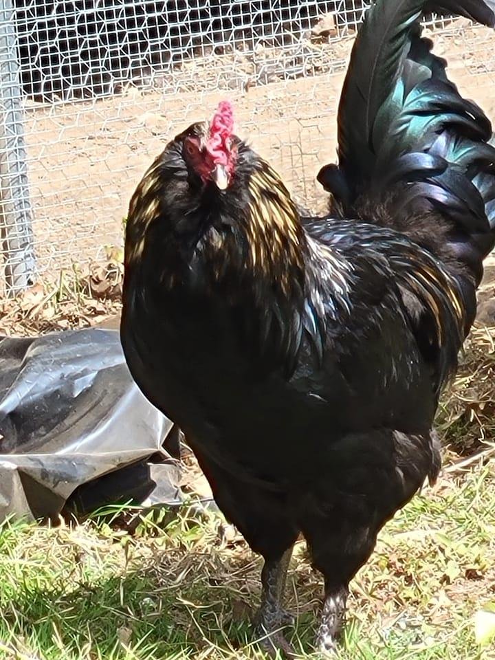 Olivier is our relentless rooster. He is now permanently exiled from the hen pen because He is too rough on the hens. Free ranged! Sentenced to yard-guard duty.
(Watch out for hawks, Ollie.)