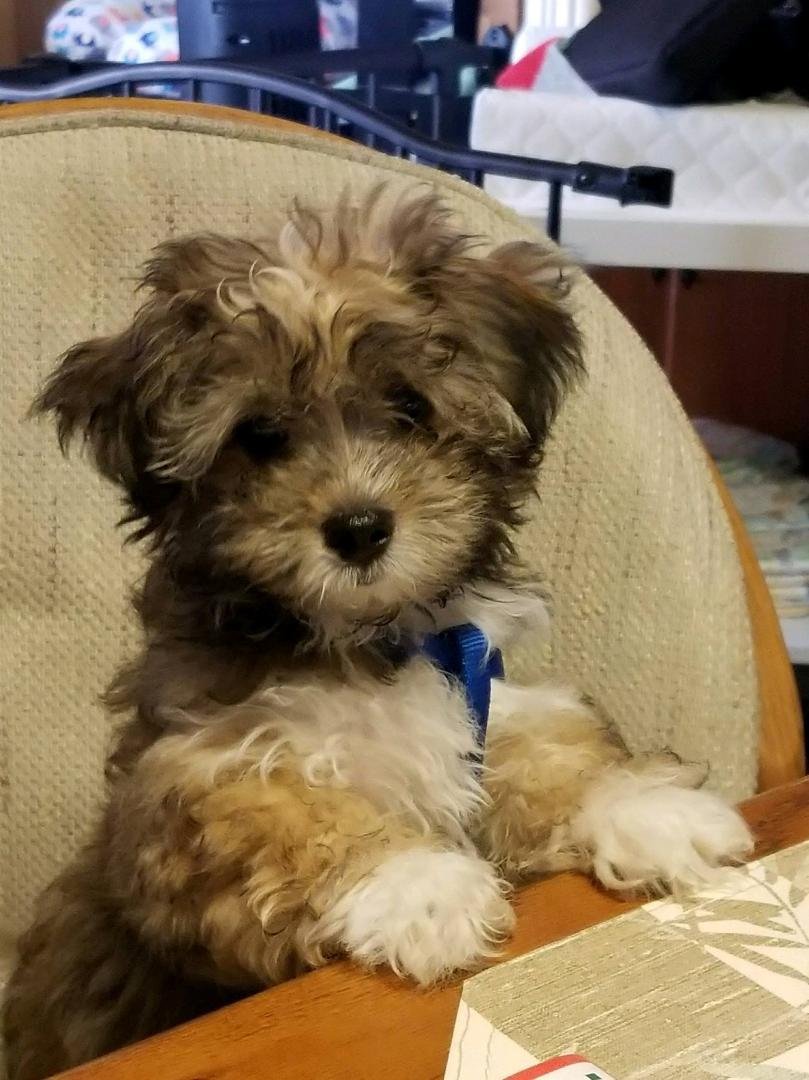 Mocha at 3 months.