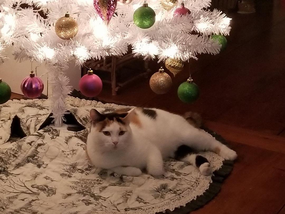 Our cat taz guarding the tree