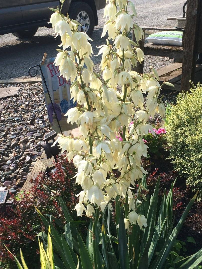 PR. anyone know what this plant is called?