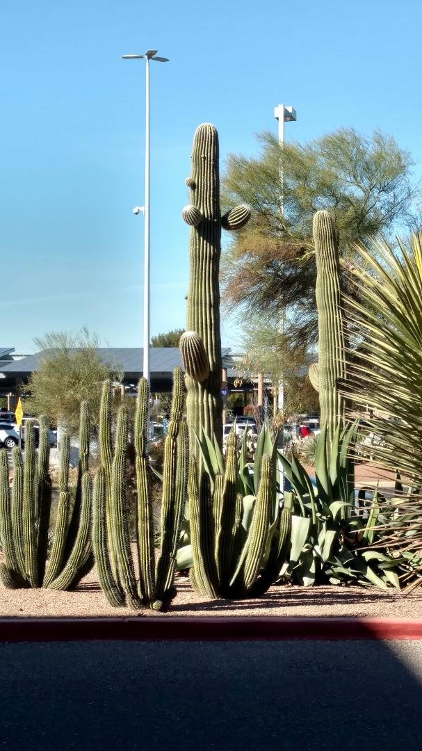 I'm going to miss the blue skies of Tucson and them cactus..80 degrees today