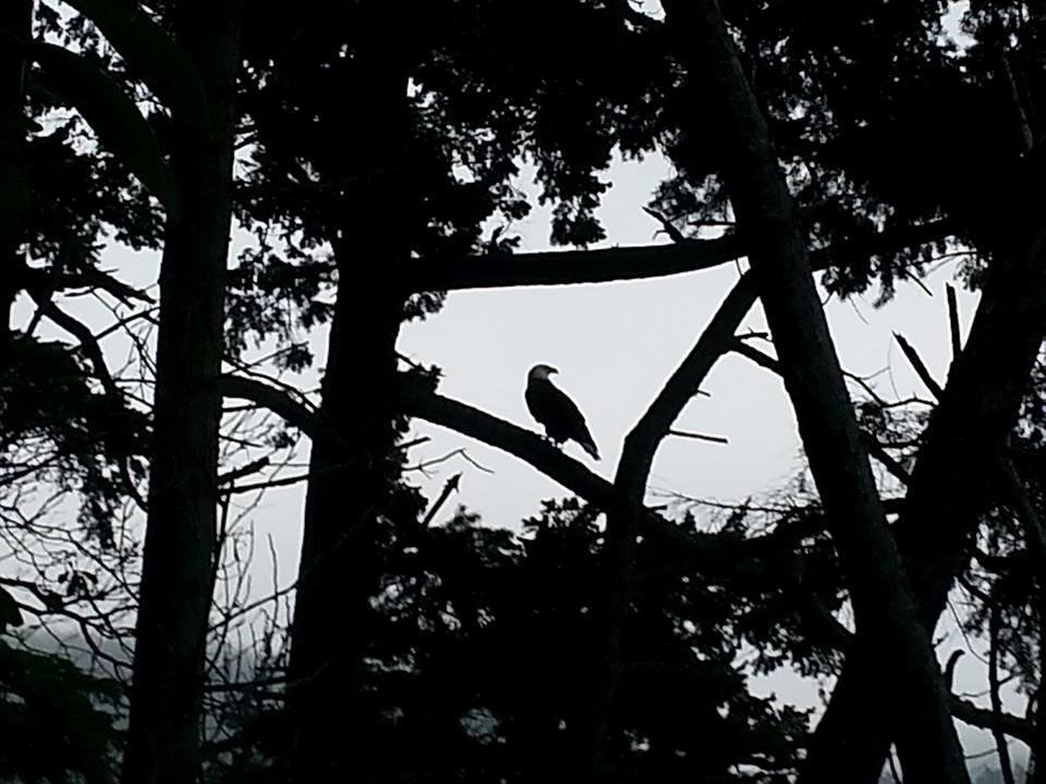 Eagle sighting