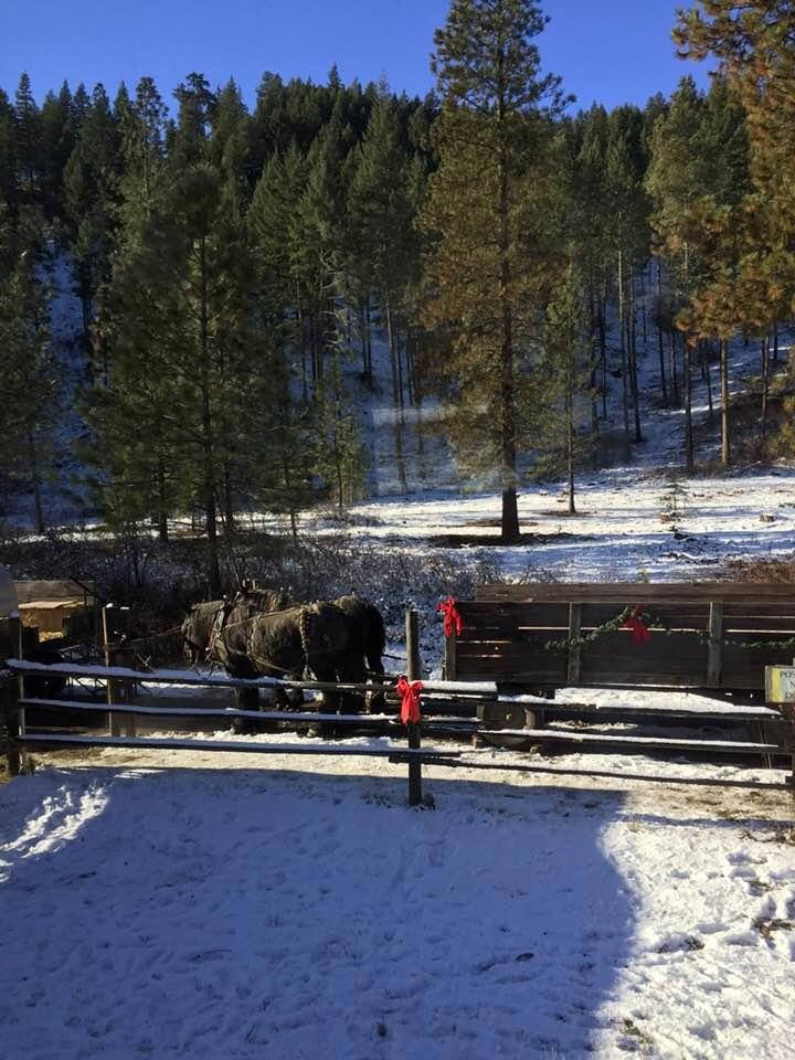 Horse drawn wagon ride today, thru the woods beautiful day!