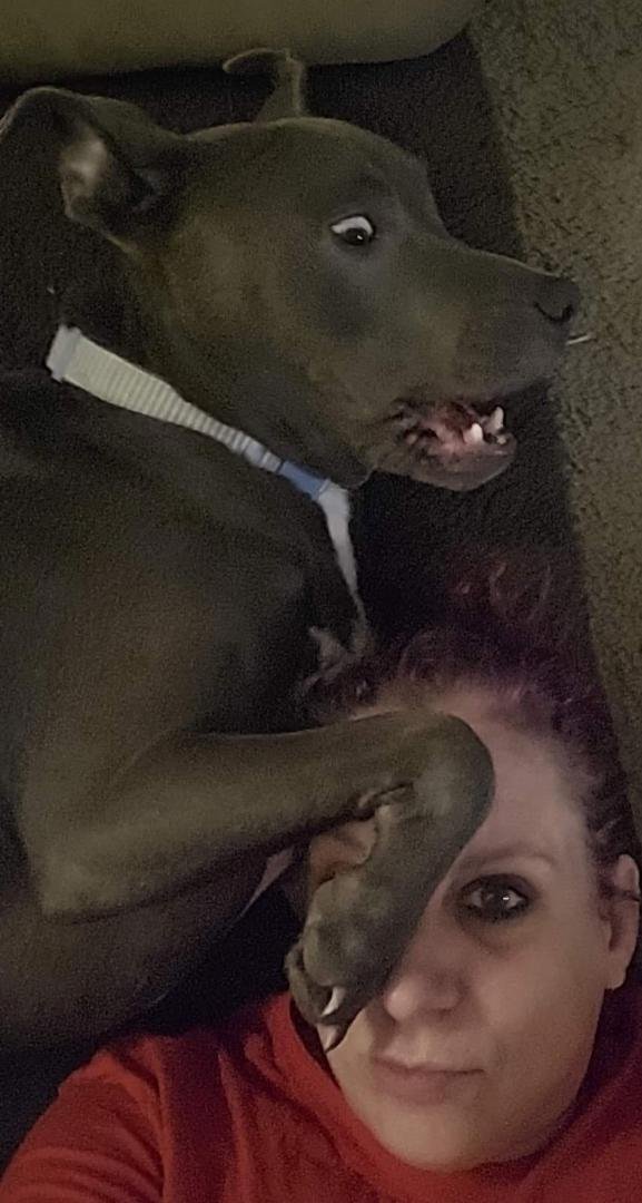 Please do this with your pet. (Everyone do it so we can read all about your pets) 
Copied and pasted 

Hello!  
My name is: Kova Lee
My nickname is: Koveena 
My breed Pibble (pit)
My age is: 2 
My favorite human food is: ab