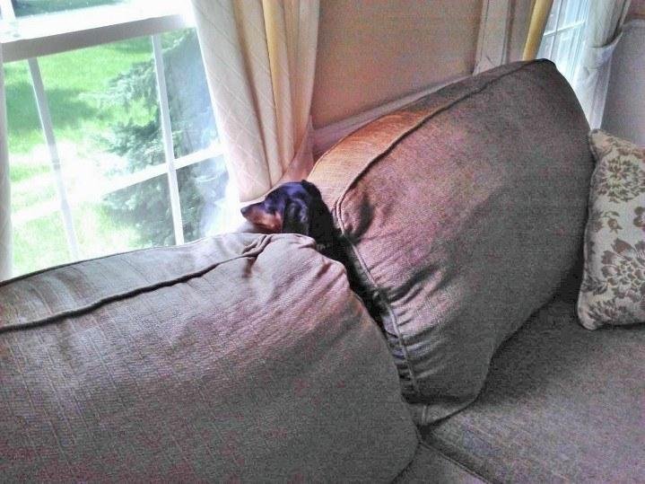 On Watch for Squirrels!