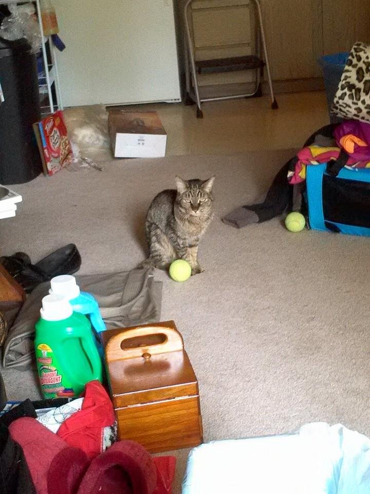 This is my friend's cat, Mimi, who had some sort of infection that was affecting her kidneys. She is slowly responding to her treatment from her human. She is talkative and is starting to play a little bit.