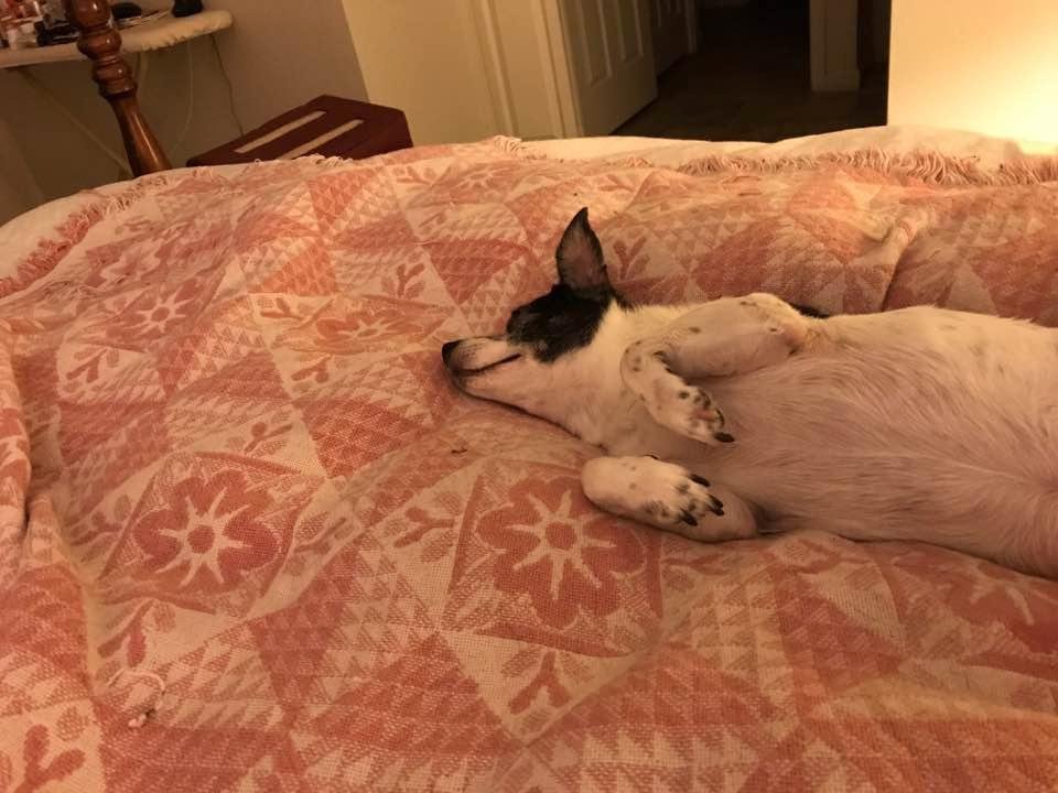 For Widget, it's been one of those days...