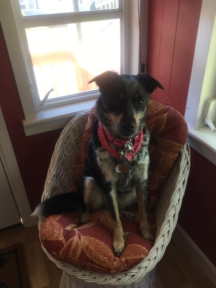 Today marks a very important day for this dog, five years ago today is the day that she became a member of the Sargent household, I can't believe that it's been 5 years since we got her, have to say that she does a great jo