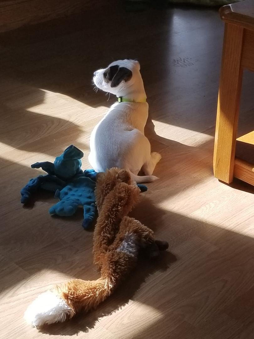 Roxy's chill photo of the day !
