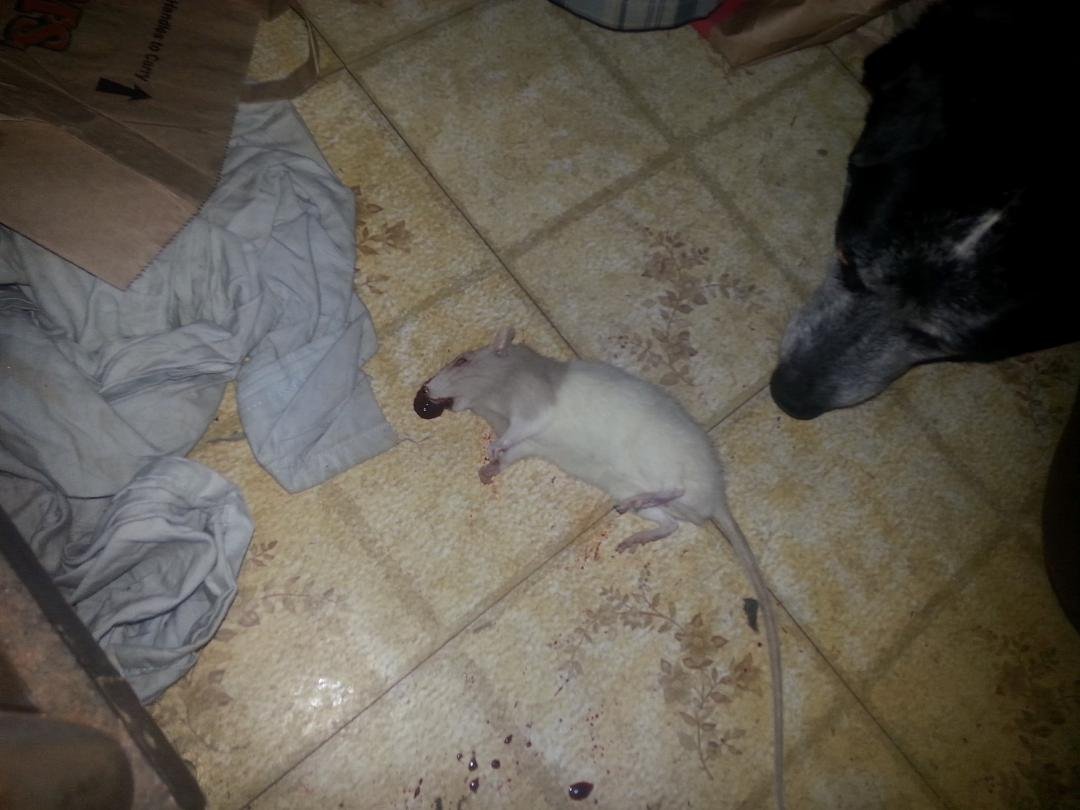 Well, fb friends, " Judy was not a Coati-Mundi, or a Ferret, she was a big Texas Rat , she broke many rules in my house guest rulebook.she chewed holes in wood floor closet, made a few holes in my sheetrock walls, an