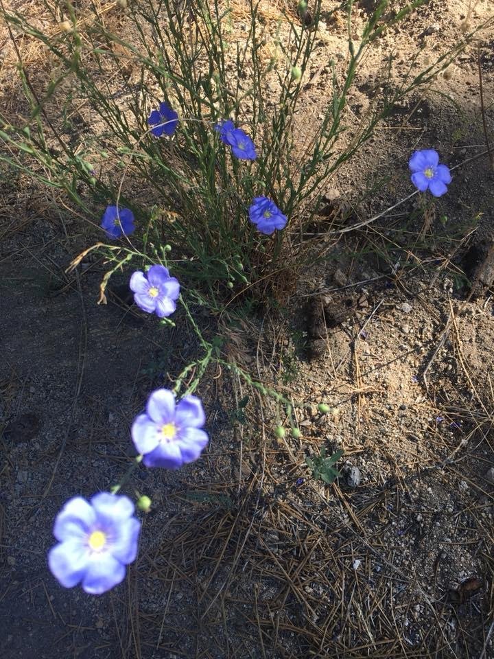Wildflowers by the lake....