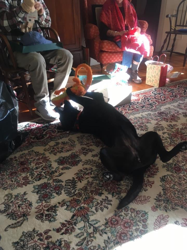 Zelda enjoying her Christmas toy