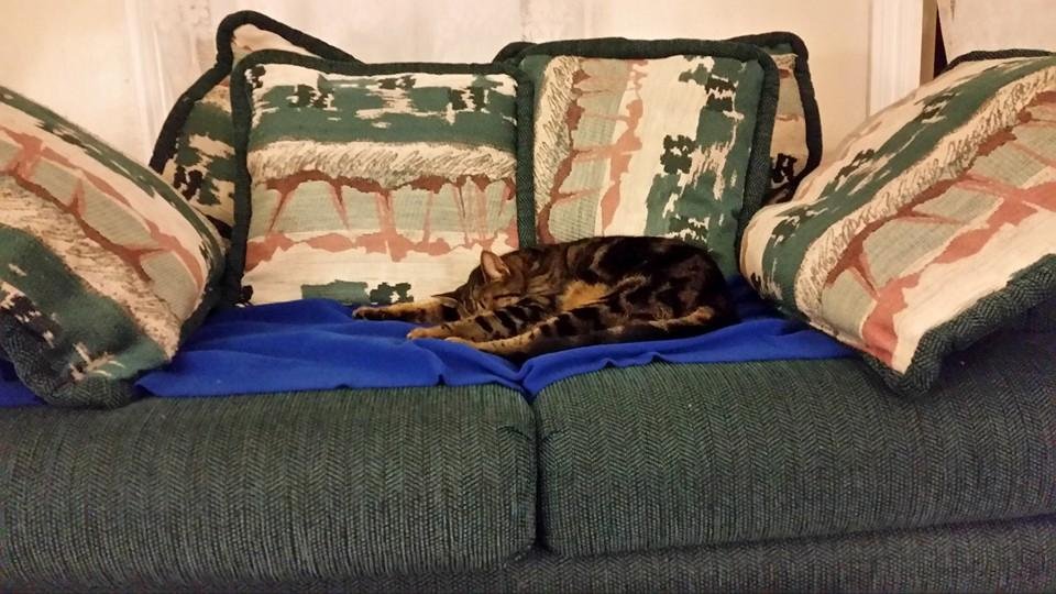 Tammy Tobin's album, Mobile Uploads