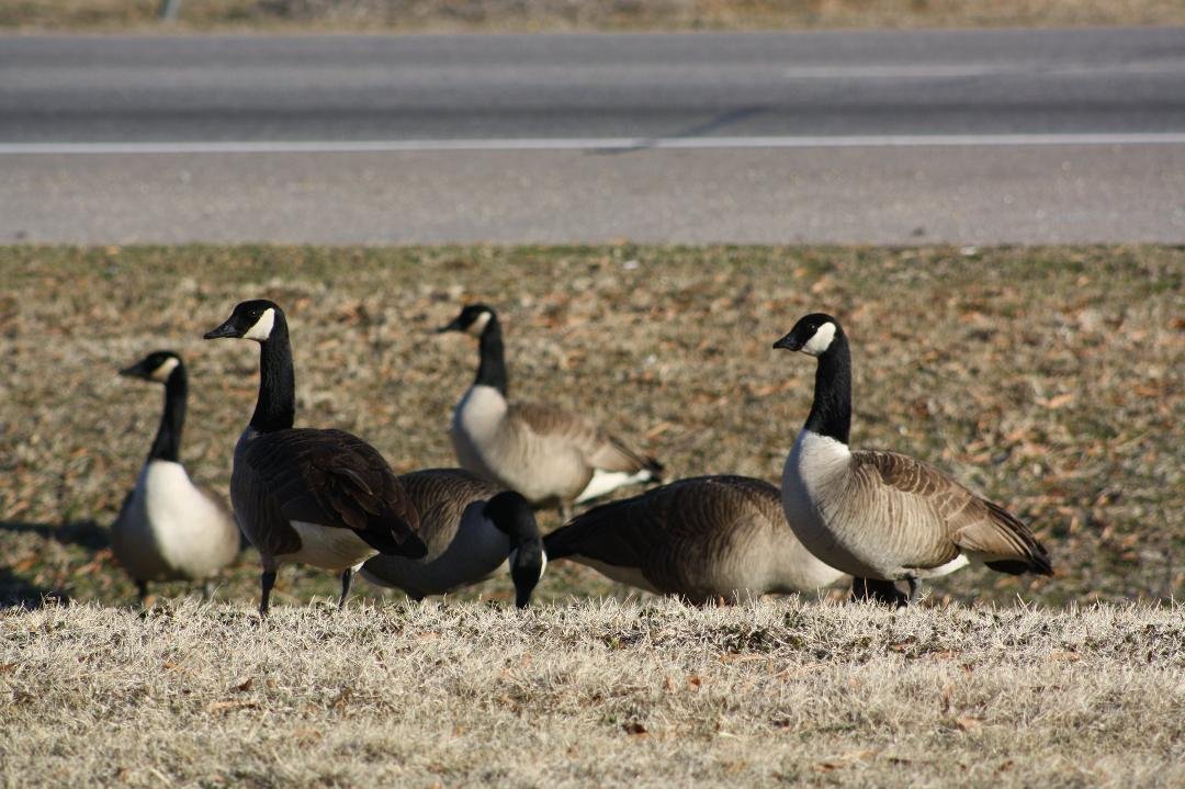 Wintering in Virginia