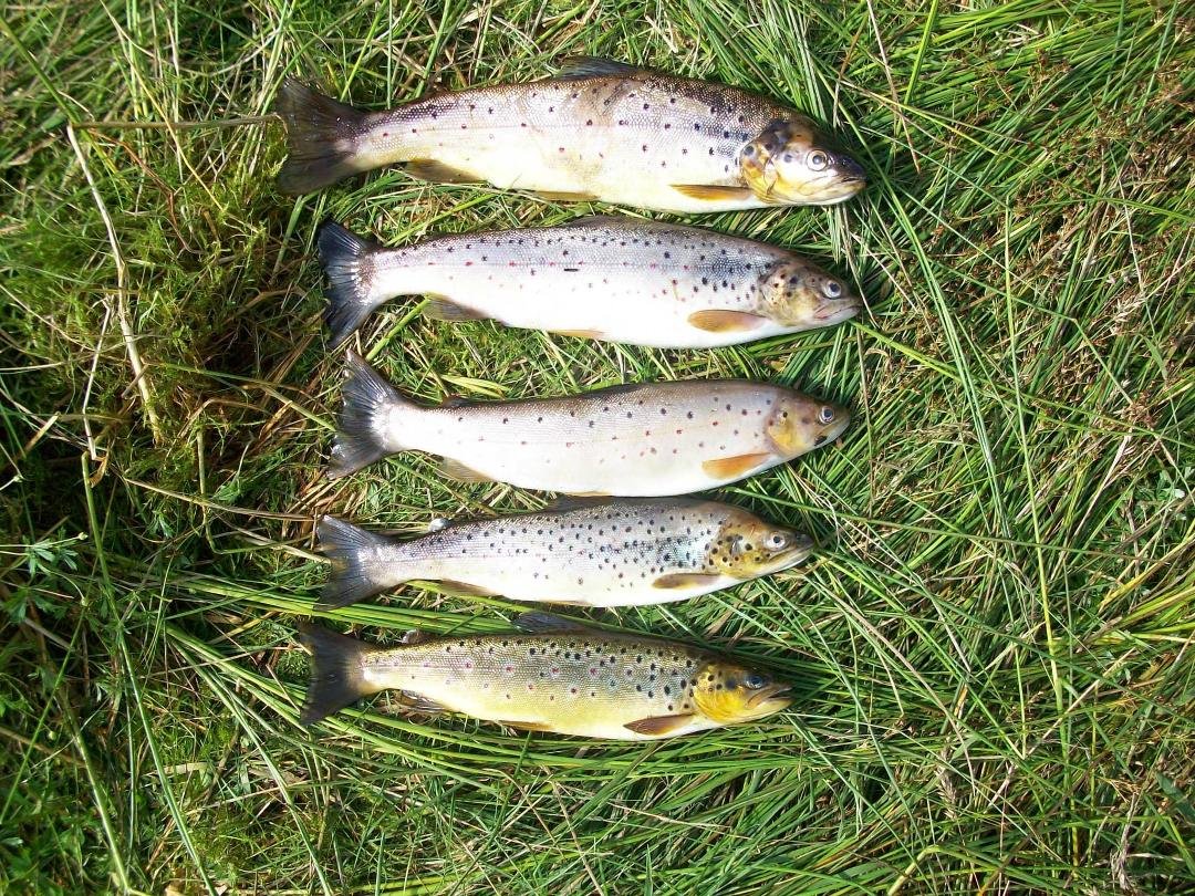 Just can't stop catchin' them trout! :-)