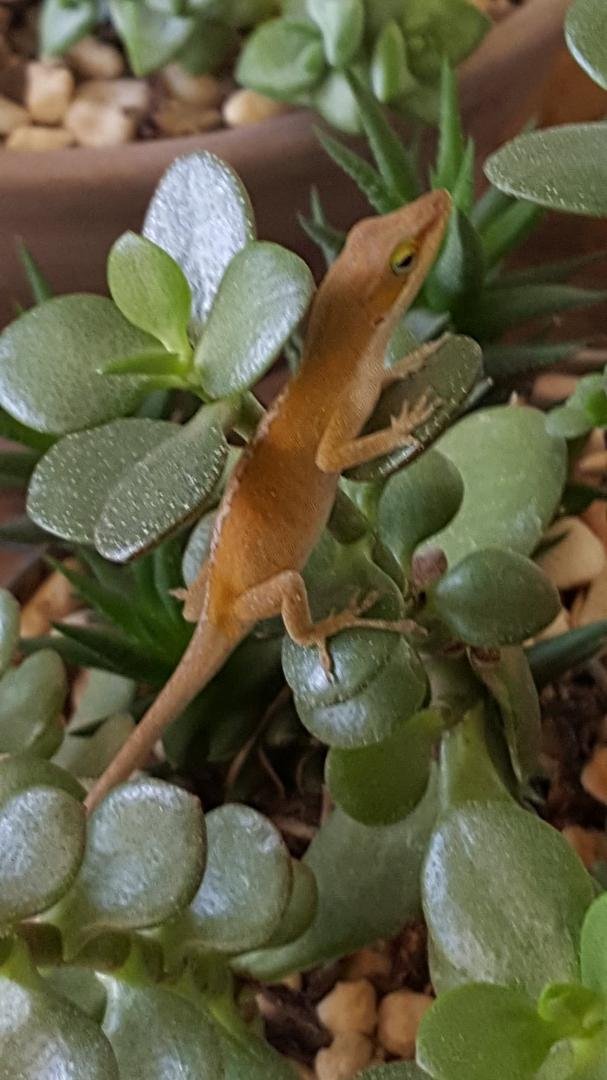 This little guy was visiting our houseplants near our front door.