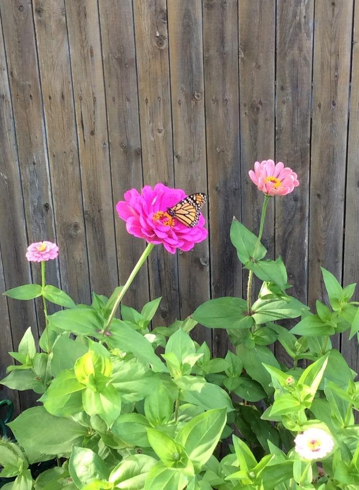 Susan Heavey's album, Mobile Uploads