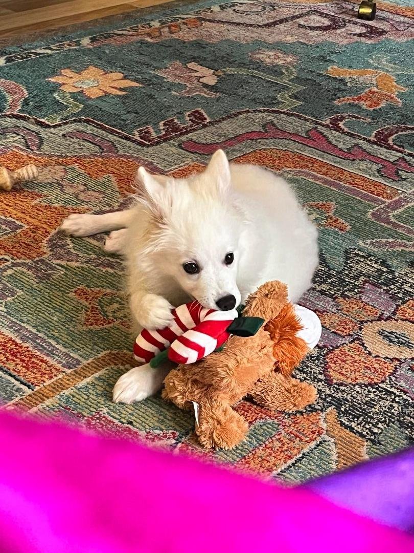Navidad's First Christmas! Merriest of all Christmases to Everyone!